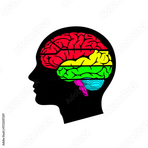 An abstract vector image of a human head silhouette in profile, with the brain highlighted in four distinct, horizontally stacked colors: red, yellow, green, and blue.