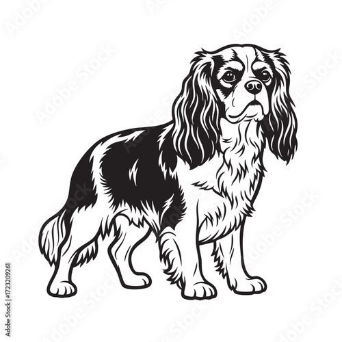 Vector of Cavalier King Charles Spaniel stands, its long, silky ears and gentle expression highlighted. The vector captures the breed's graceful and friendly nature. Pet.