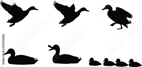 Duck silhouette illustration, flying duck, swimming duck, standing duck, duck with ducklings, waterfowl wildlife art, nature animal drawing, family bird graphic