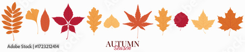 Collection of various autumn colorful leaves. Vector foliage illustration isolated on a white background.	