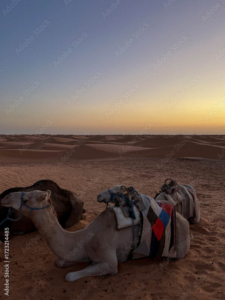 Fototapeta premium Two dromedaries are lying on the warm sand of Douz in Tunisia, enjoying a calm evening as the sun sets, casting a golden hue over the endless dunes.