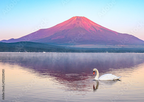 山中湖から赤富士と白鳥