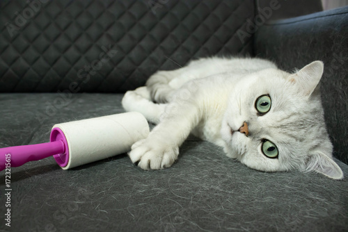 Cat lying on upholstered sofa with lint roller nearby. Furniture surface covered with pet fur. Closeup view of shedding problem. Concept of hygiene and allergy issue.