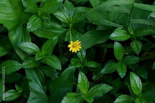 yellow flowers in the garden