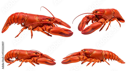 Close-up view of five lobster body variations