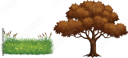 Tall slender tree with layered foliage, wide canopy green tree, tropical palm tree with fruits, lush vegetation illustration, natural landscape design element
