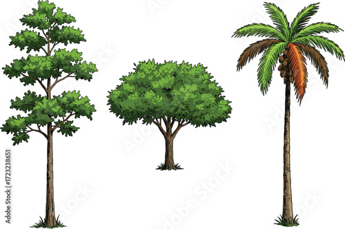 Tall slender tree, wide canopy green tree, tropical palm tree with fruits, lush foliage vegetation, botanical illustration, natural landscape design element