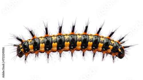 Orange and Black Spiky Caterpillar on Transparent Background, High-Resolution Graphic for Web Design