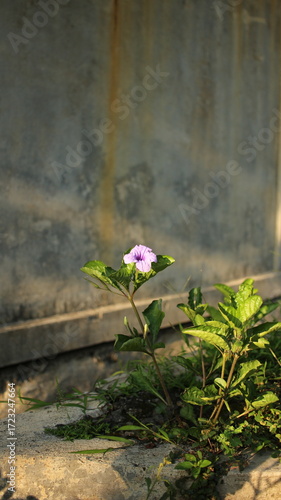 purple flower