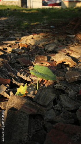 leaves and sunrise