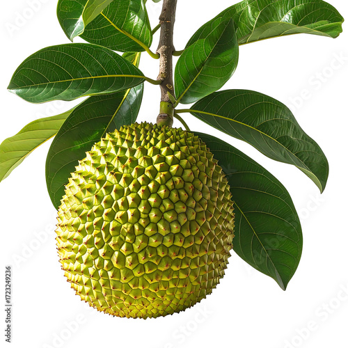 A young, green jackfruit hangs from its branch, surrounded by vibrant, healthy leaves against a black background