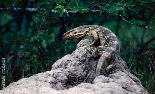 monitor lizard on the rock