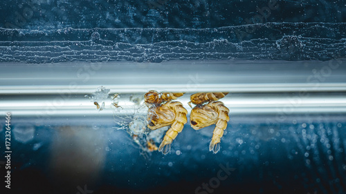 Mosquito pupae developing in water, insect life cycle
