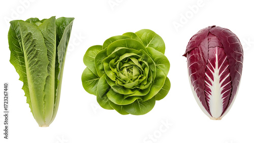 Close-up of three types of fresh leafy green vegetables romaine lettuce, butterhead lettuce, and red radicchio