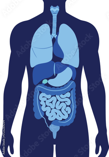 Human anatomy detailed internal organs illustration medical science education vector