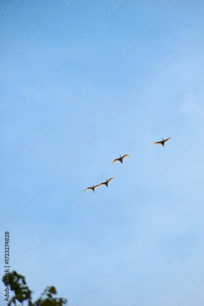 Obraz premium birds in flight