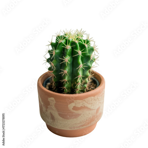 Small green cactus with white spines in a decorative terracotta pot on a transparent background succulent plant