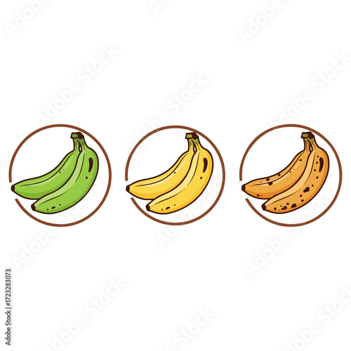 Three Bananas Showing Ripening Stages.