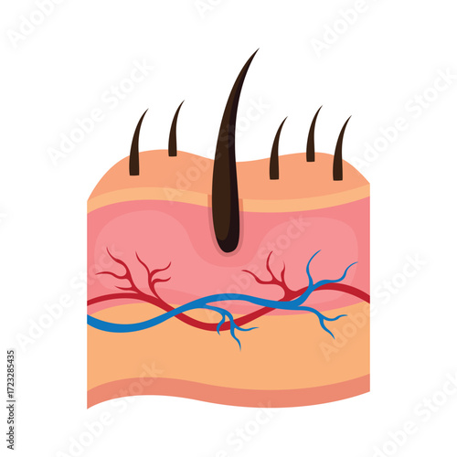 Crosssection of skin with hair follicles and blood vessels