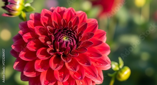 Vibrant Red Dahlia Flower Blooming in a Sunny Garden.