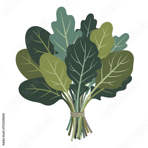 Vector illustration of a fresh bunch of leafy green vegetables, such as kale or spinach, tied together. Represents healthy eating, organic food, and a vegetarian diet