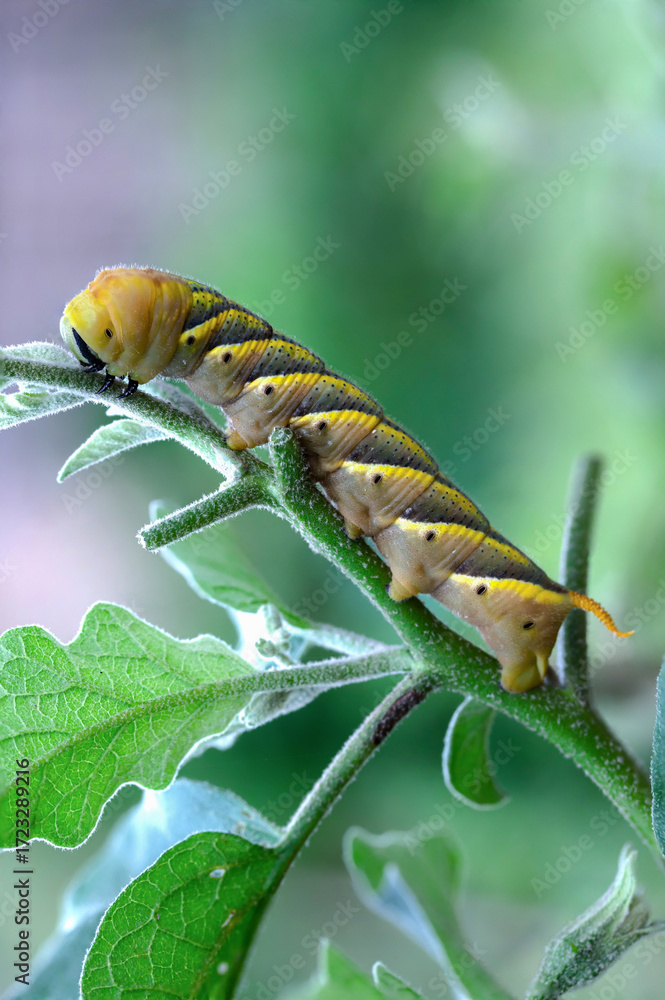 Fototapeta premium Monarch Butterfly Larva is eating and destroying the eggplant plant