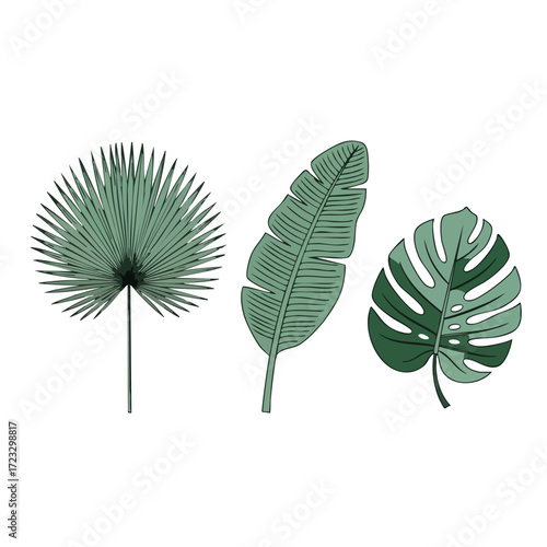 Set of Three Tropical Leaves Illustration.