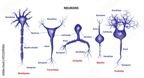types of neurons - neuron classification (structural classification of neuron)