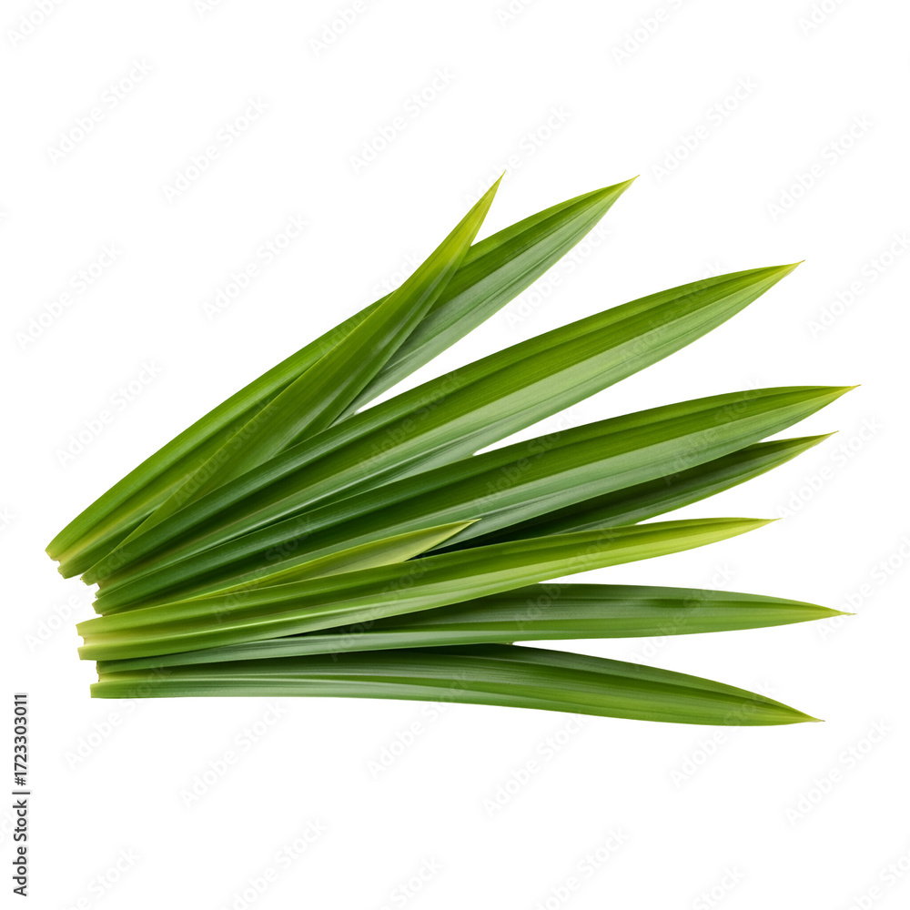 Fototapeta premium Fresh Green Pandan Leaves Arranged Fan Shape herb aromatic