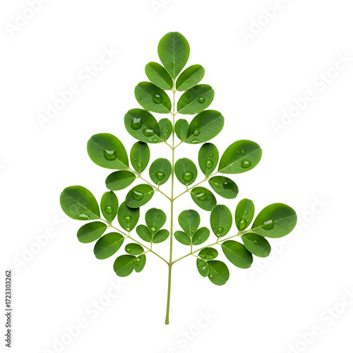 Green moringa leaf with water droplets on black background