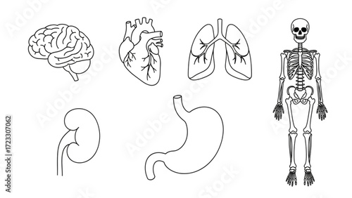 Anatomical line art featuring human organs and skeleton for medical illustration, educational materials, and health awareness campaigns with modern appeal