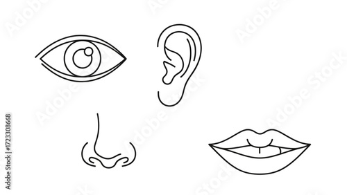 Minimalist line art illustration of human sensory organs eye ear nose and mouth for medical education, anatomical study, or creative design projects