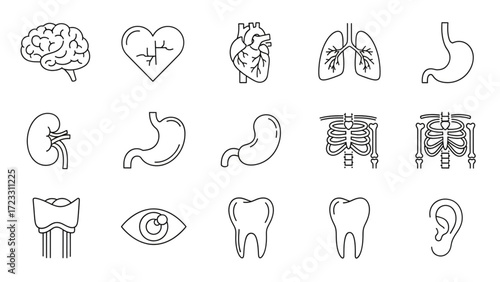 Explore the human body with these essential medical organ and skeletal system line art icons for educational and health content