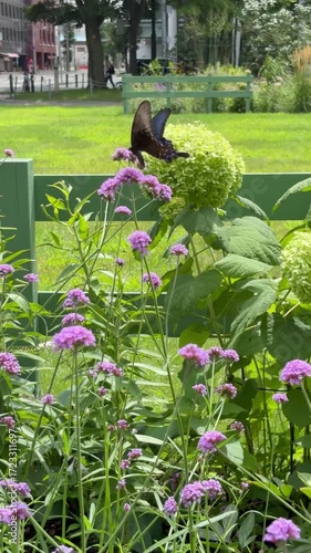 Black swallowtail butterfly with beautiful blue wings in a flower bed 