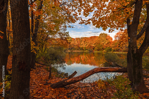 Beautiful autumn scene, with a fallen tree trunk lying on the shore of a tranquil pond. The bright yellow leaves are reflected in the still water, creating a stunning mirror image of the natural bea