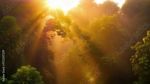 Sunlight Filtering Through Lush Green Trees in a Vibrant Forest Scene