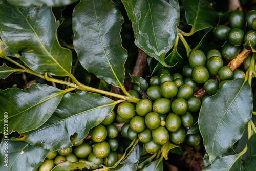 Coffee bean berry plant fresh seed coffee tree growth in green eco organic farm. Close up red ripe seed robusta arabica berries harvest for coffee garden. Fresh coffee bean green leaf bush