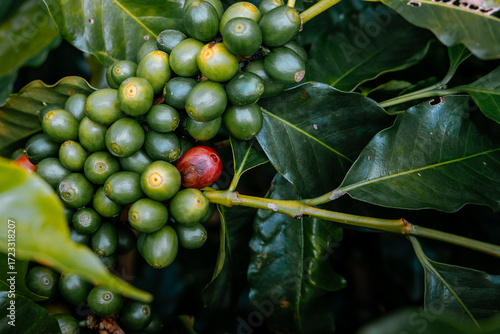Coffee bean berry plant fresh seed coffee tree growth in green eco organic farm. Close up red ripe seed robusta arabica berries harvest for coffee garden. Fresh coffee bean green leaf bush