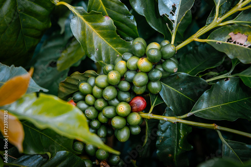 Coffee bean berry plant fresh seed coffee tree growth in green eco organic farm. Close up red ripe seed robusta arabica berries harvest for coffee garden. Fresh coffee bean green leaf bush