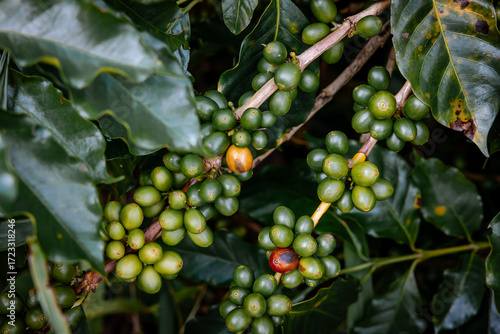 Coffee bean berry plant fresh seed coffee tree growth in green eco organic farm. Close up red ripe seed robusta arabica berries harvest for coffee garden. Fresh coffee bean green leaf bush