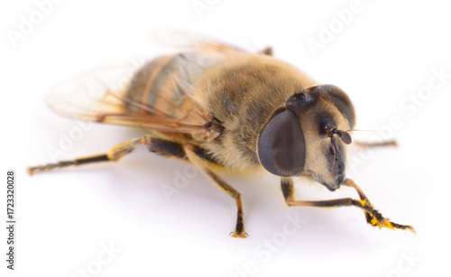 Drone honey bee isolated on white background