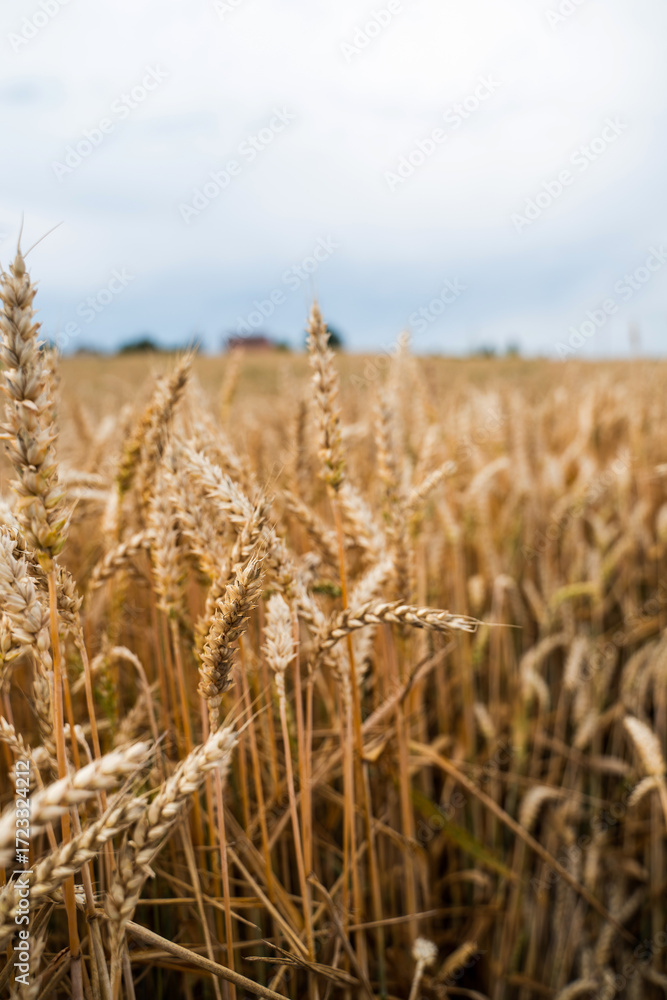 Fototapeta premium Golden wheat field with ripe grain ears against sky creating rural summer scene