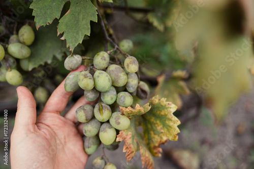 Close up of female winemaker holding a green grape cluster affected by powdery mildew fungal disease, showing white mold spots on berries. Concept of viticulture, plant pathology and crop protection.