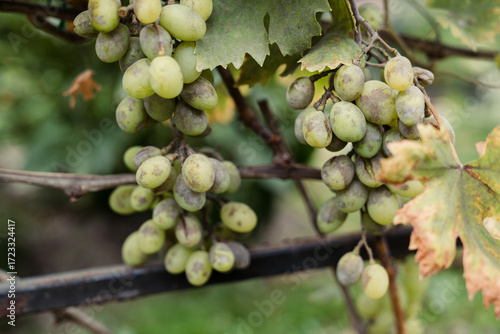 Green grapes infected with powdery mildew fungal disease