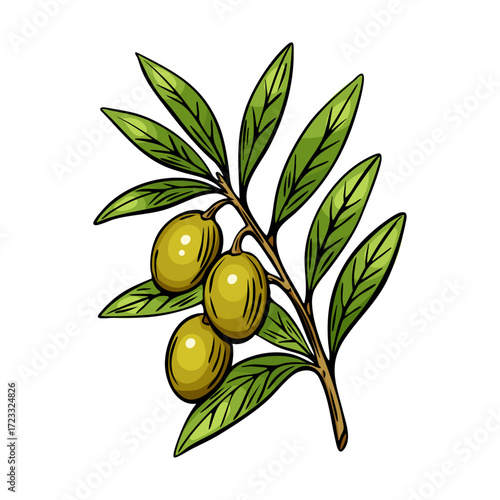 Olive branch engraving for Mediterranean product packaging