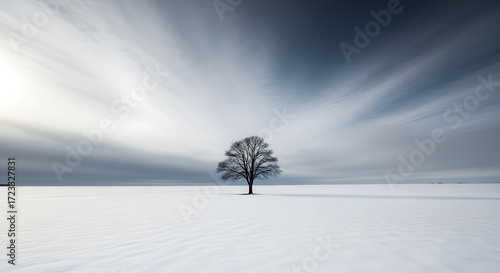 lonely tree in the snow