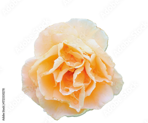 rose  (Rosaceae)