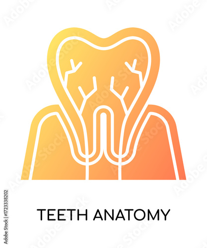 Teeth Anatomy