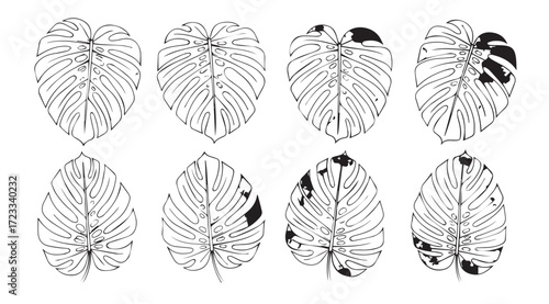 Collection of eight green tropical monstera leaf silhouettes silhouette
