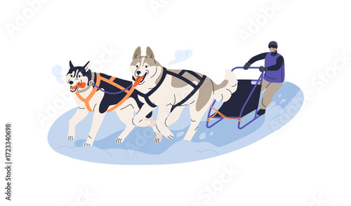 Dogs sled, sleigh with husky running in snow during winter adventure. Arctic canine breeds in harness, pulling sledge with musher, north ride. Flat vector illustration isolated on white background.